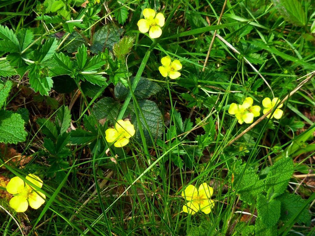 Heischrale graslanden bodem voedselarm tot matig voedselarm, matig zuur tot eerder