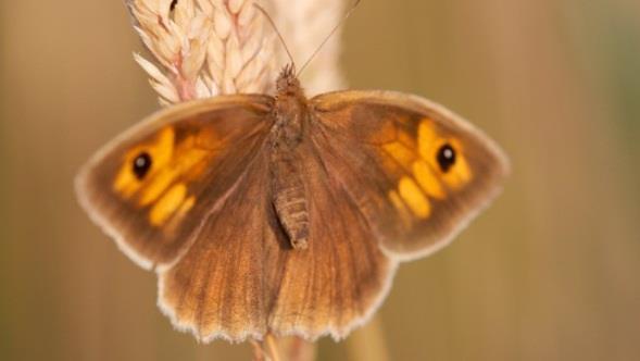 generatie in zomer Op klavers Overwintert als rups 2à3