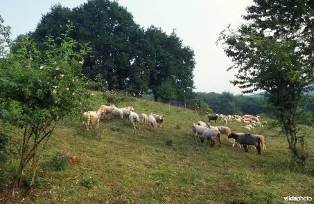 Graslandvlinders Ook extensieve begrazing kan zeer goed werken voor