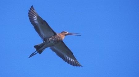 Weidevogels Beheer voor weidevogels : Voldoende hoge grondwaterstand (-20 tot -40cm) Geen of lage bemesting (vegetatie is dan minder dicht) Niet ploegen (meer regenwormen) Laat maaien (na 1 juni, tot