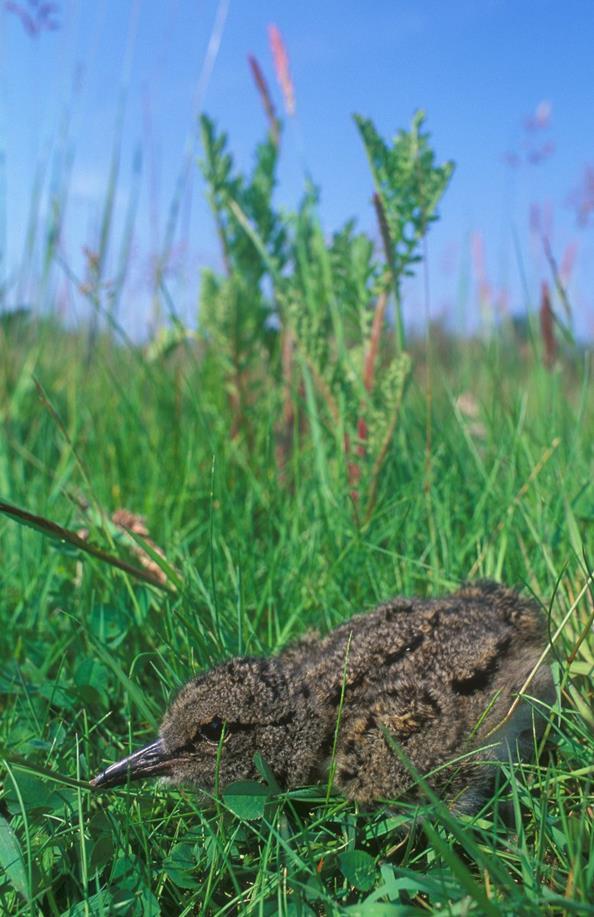 Weidevogels Beheerovereenkomsten tussen de VLM en landbouwers : Enkel in aangeduide weidevogelgebieden