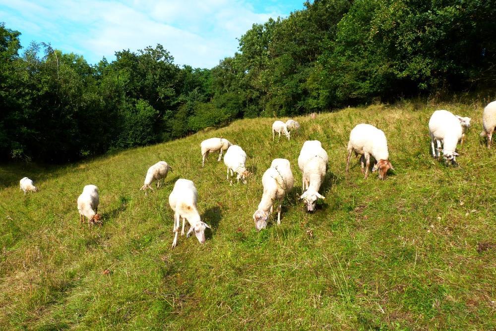 Verschraling Eben Begrazing brengt in de regel geen verschraling best pas in botanisch doel Deze schapen houden dit schraalland in