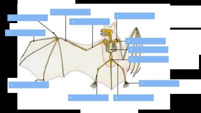 Kun jij na het bestuderen van het Kennisbankitem de onderdelen van het skelet van een vleermuis benoemen? Doe de toepassing. Skelet van een vleermuis - Flash Werkt de toepassing niet?