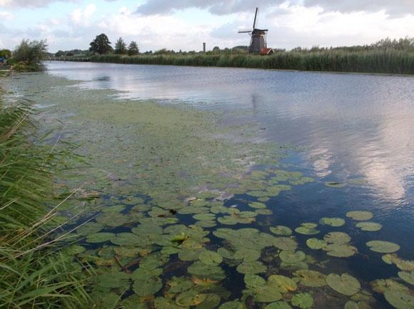 21. Veenvaarten Nederwaard: NL09_28_2 Figuur 21.1: Overzicht bemonsterde watergangen, van links naar rechts trajecten 1, 4, 6 en 7. 21.1 Verloop bemonstering De bemonstering van dit waterlichaam is in juli en augustus uitgevoerd waarbij op zeven locaties is gevist.