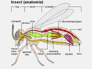 Insecten