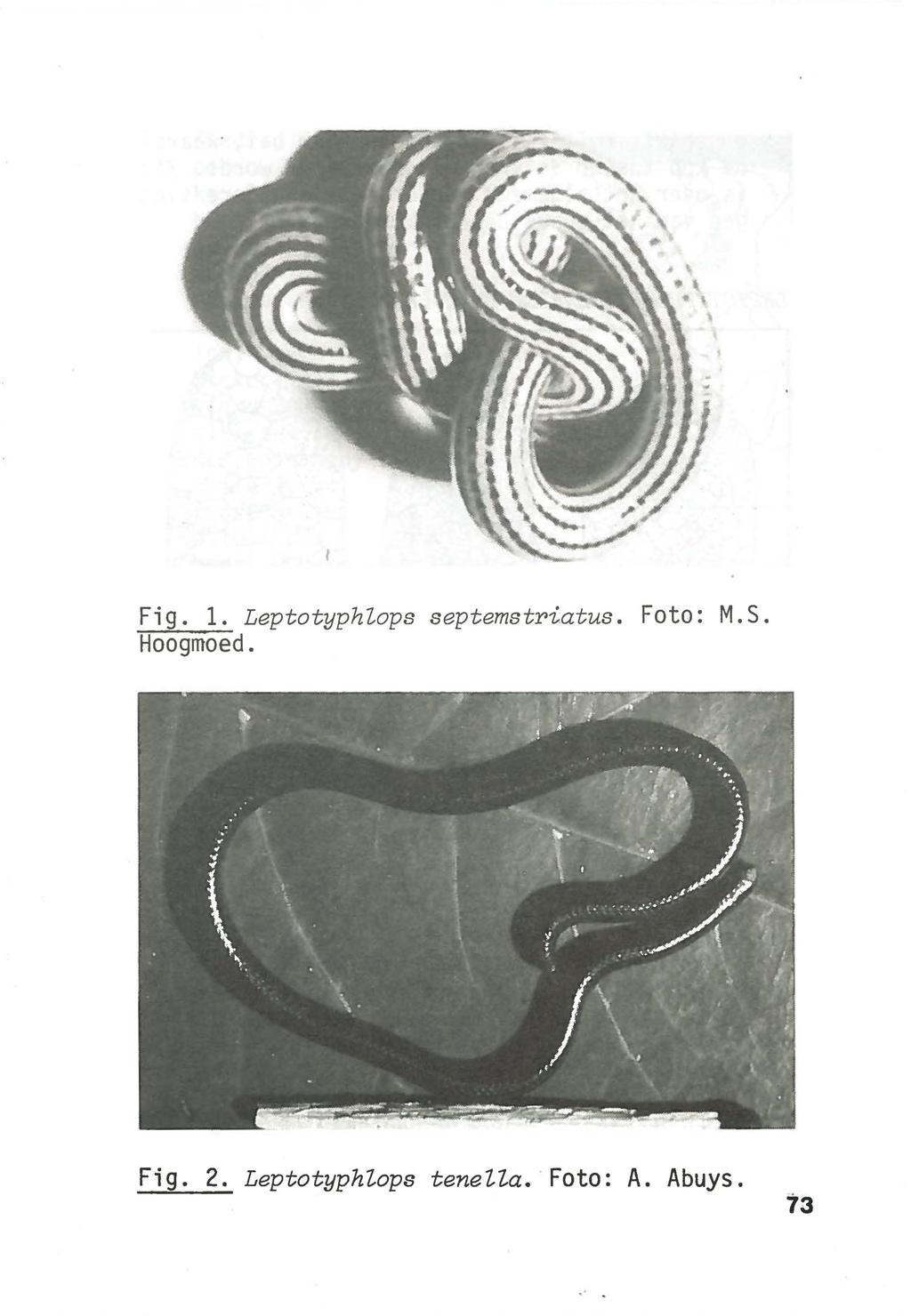 Fig. 1. Leptotyphlops septemstriatus. Foto: M.S.