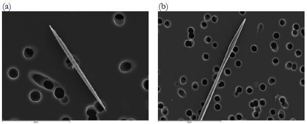 Stalstof onder de elektronen microscoop 5 µm