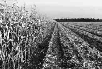 Organische stof in de grond Snijmaïs laat heel weinig organische stof op het land achter. Alleen de worteldelen en stukjes stoppel worden na de oogst ondergewerkt.