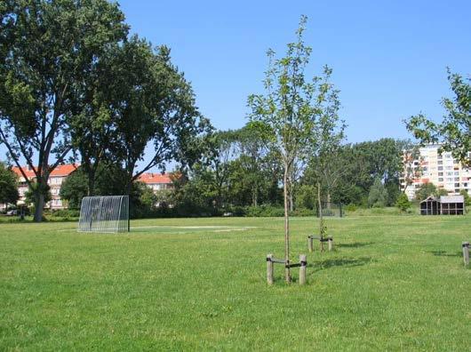 4 Grasveld Park Roomburg wordt, zoals beschreven in de visie, gevormd door verschillende ruimtes. Twee daarvan zijn geschikt gemaakt voor recreatie en zijn als grasveld ingericht.
