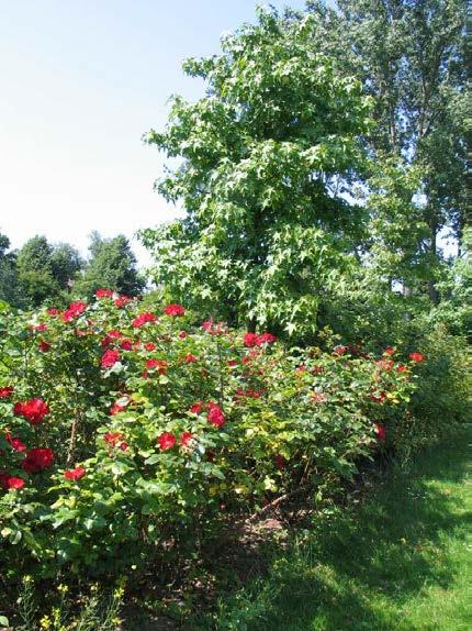Er zijn meerdere soorten aangeplant waardoor een afwisselend beeld wordt gecreëerd. Onder de bomenrij van Liquidambar is een rij rozen aangeplant.