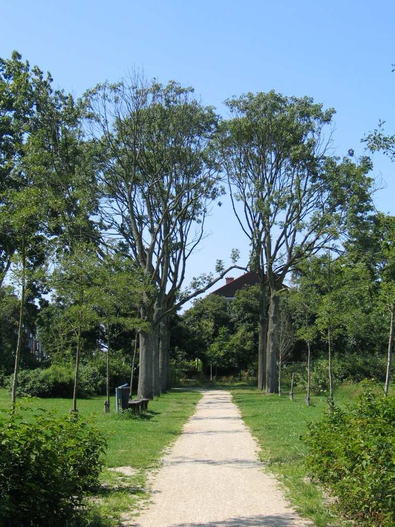 7.4 Algemene Beheermaatregelen Jonge bomen Begeleidingssnoei, 2 maal per jaar Inboet van niet aangeslagen bomen Boomband verruimen/ vervangen of zonodig verwijderen 8 maal water geven in jaar 1