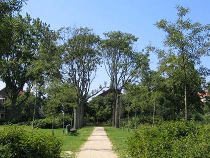 7.6 Bomenrij In Park Roomburg zijn meerdere bomenrijen aangeplant, waarvan twee rijen een laan vormen. Het is belangrijk dat de structuur als rij hier behouden blijft.
