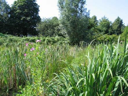 8 Vijver De vijver in Roomburg is gelegen in het natuurlijke gedeelte van het park. Het water en de oevers vormen geschikte leefgebieden voor planten en dieren.