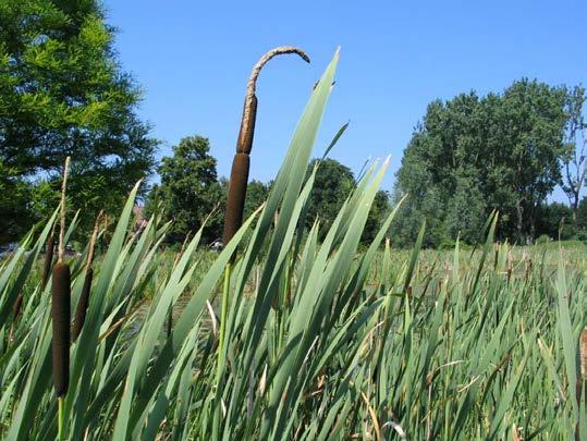 9 Oevers De oever van de vijver is overmatig begroeid met Riet, Harig wilgenroosje en andere ruige oeverplanten.