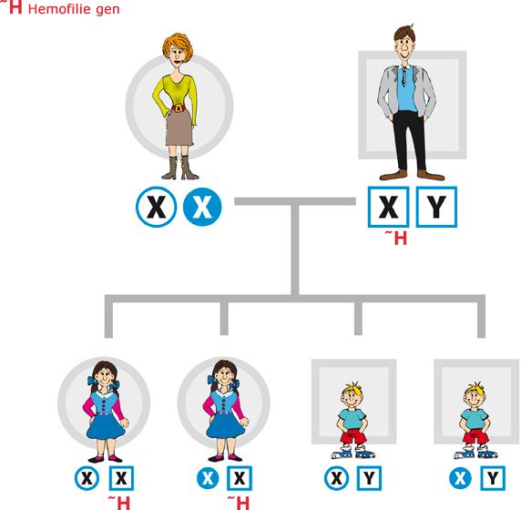 . Waar wordt ons DNA in ons lichaam opgeslagen?. Waarom is DNA een bijzondere stof? 3. Zijn mensen de enige die DNA hebben en doorgeven?