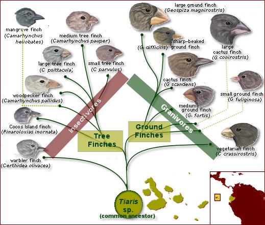 Evolutietheorie Charles Darwin Nu jullie het een en het ander weten over het ontstaan van onze zeer geliefde 'Blauwe planeet' is het tijd om mijn favoriete onderwerp onder de loep te nemen: de