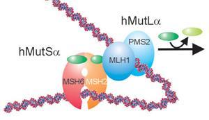 Onderliggende oorzaak Lynch syndroom Inactiverende mutaties in DNA mismatch repair (MMR) genen MLH1, PMS2, MSH2 en MSH6 Nonsense