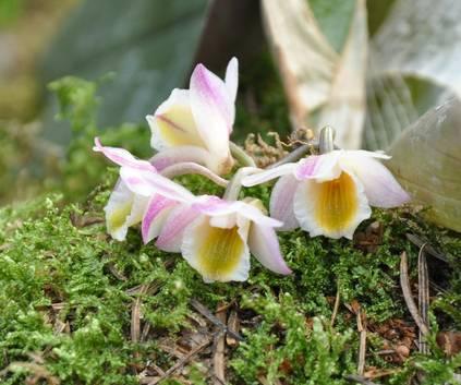 DENDROBIUM LAMELLATUM VAR. PURPURATUM Op de kringavond van maart 2016 bracht Thijs Coenen een Dendrobium lamellatum var. purpurea mee voor de plantkeuring.