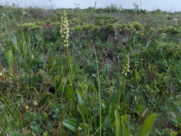 TUSSENSTAND 2 E KWARTAAL (T/M JUNI) Naam: Gemiddelde Aantal planten Gevorderden (minimaal 9 planten vereist): 1. Arno Janssen 8,600 24 2. Henk en Koos de Wit 8,589 15 3. Jos Nuyten 8,578 13 4.