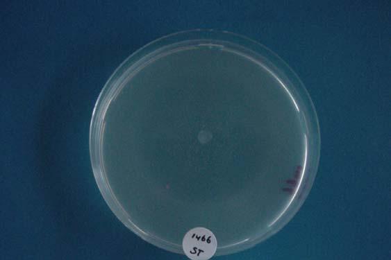 Fig. 1. Gevoeligheid van stam 1466 (C58) voor A.