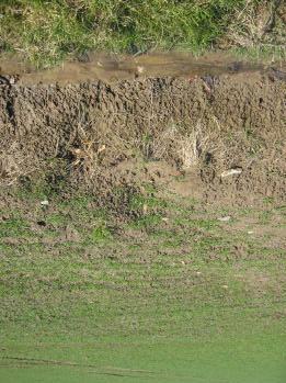Knelpuntenanalyse Ten oosten van de Bergstraat zijn op perceel 83324 eveneens fruitbomen aangeplant met een onderzaai van gras. Dit beschermt de bodem voldoende tegen de erosiviteit van de neerslag.