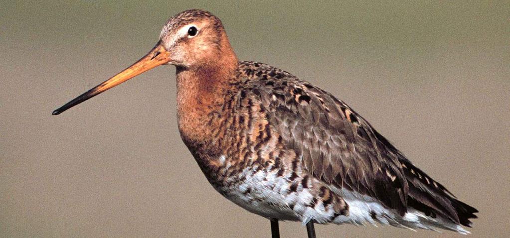 Behalve voor de weidevogels is het veenweidegebied belangrijk voor een aantal andere internationaal bedreigde soorten. Zo leeft hier nog op veel plaatsen de zwarte stern.