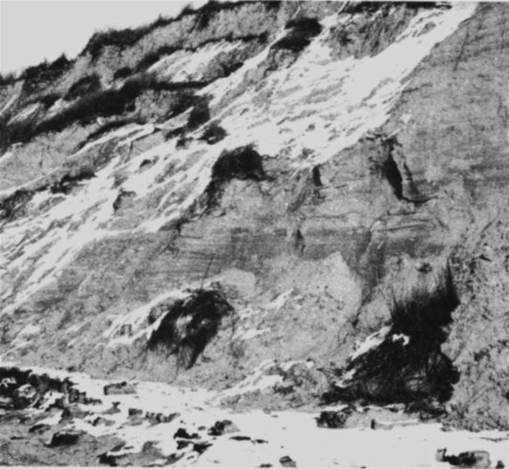 Fig. 9: Dit steile duinprofiel op ongeveer 1 km ten zuiden van de Hondsbossche Zeewering toont, behalve de afgestorte helmaanplant, een pakket donkergetint en horizontaal gelaagd granaatzand, dat in