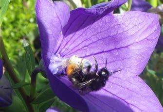 insectengidsje van Delfste