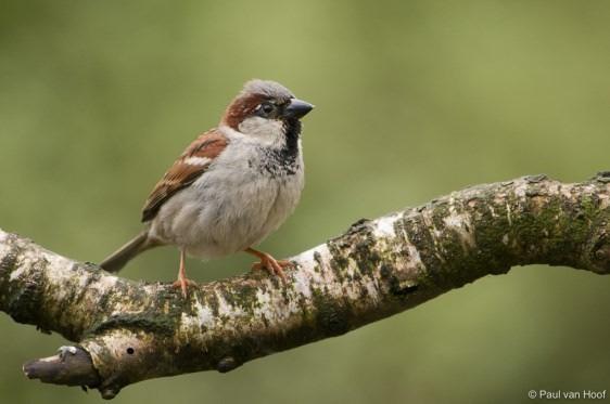 HUISMUS De huismus is een echte stadsbewoner. Hoewel de huismus ook nesten in bomen of struiken maakt, nestelt de soort het liefst in gebouwen, bijvoorbeeld onder een dakpan.