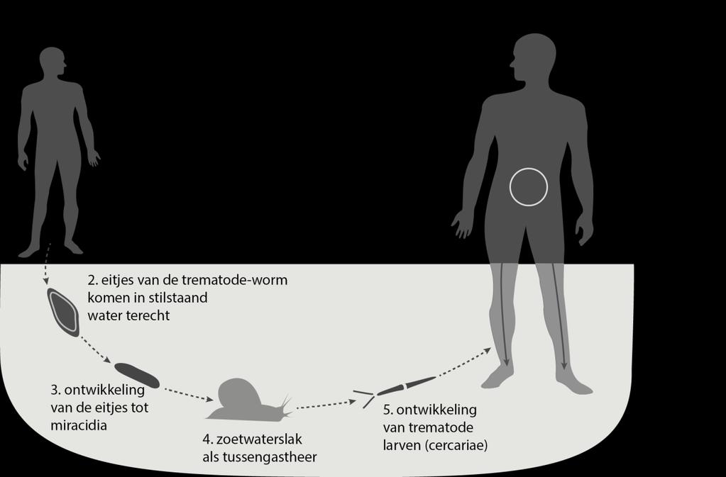 Figuur 4B: Levenscyclus van een trematode-worm met