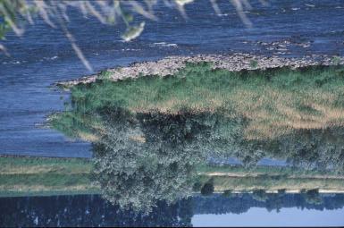 8. Op de grindbanken langs en in de Maas kan zich het type Struwelen met smalbladige wilgen lans snelstromende