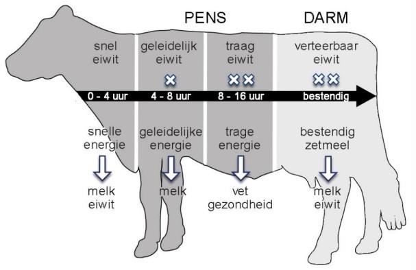 72. De OEB in een rantsoen is > 500. a. Wat is er dan aan de hand. b. Wat moet er gebeuren. 73. Wat wordt er bedoelt als er gezegd wordt dat de pensmicroben gevoerd moeten worden. 74.