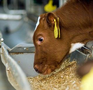 De Nederlandse kalverhouderij streefde met de gehele Nederlandse veehouderij naar een reductie van 50% van het antibioticagebruik in 2013 ten opzichte van 2009.