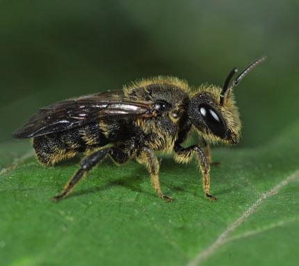 de nederlandse bijen afgenomen (0/0) In Nederland voornamelijk in het oosten, met enkele oude vangsten uit de duinen. Slechts negen recente vindplaatsen. Langs bos (REEMER ET AL.