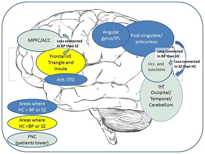 Medial prefrontal cortex Functional network