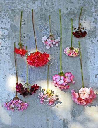 VAN BOVEN NAAR BENEDEN: hanggeranium (P. peltatum). Beeldschoon in een vaasje. Perlagonium x stapletonii.