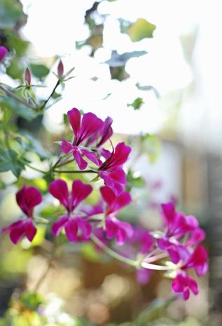 Arjan de Graaf, in het wereldje beter bekend als Arjan Alderhandt, van kwekerij Alderhandt, benut elke vrije centimeter van zijn huurwoning om zijn lievelingen, Pelargoniums, te kweken.