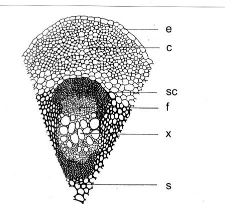 onderdeel hout ) 4. De stengel 4.1.