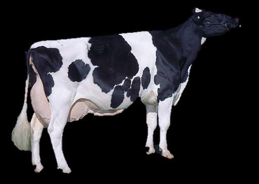 HOLSTEIN Friesland en andere delen van Nederland Holsteins zijn echte melkkoeien die worden gefokt om zo veel mogelijk melk te produceren, ze hebben de hoogste opbrengst ter wereld.