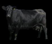 BLACK ANGUS Noord-Oosten van Schotland De meeste Angus runderen zijn zwart