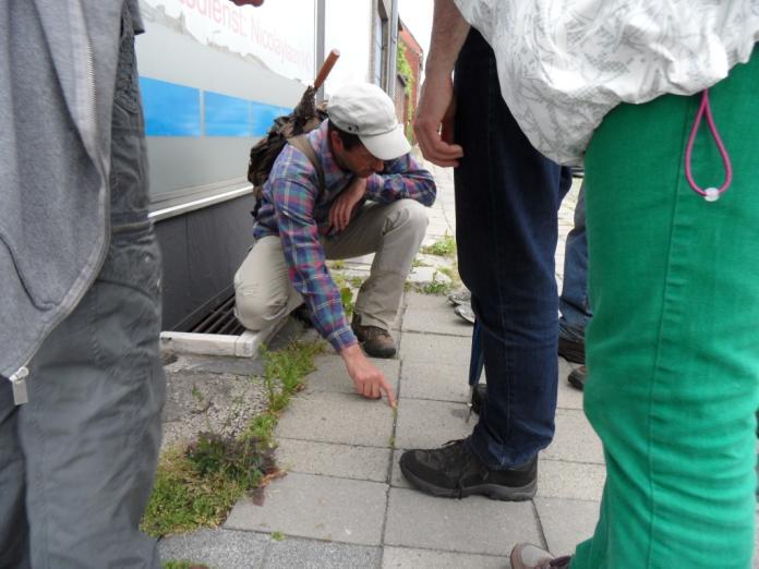 zien dat er tussen de straatstenen ook