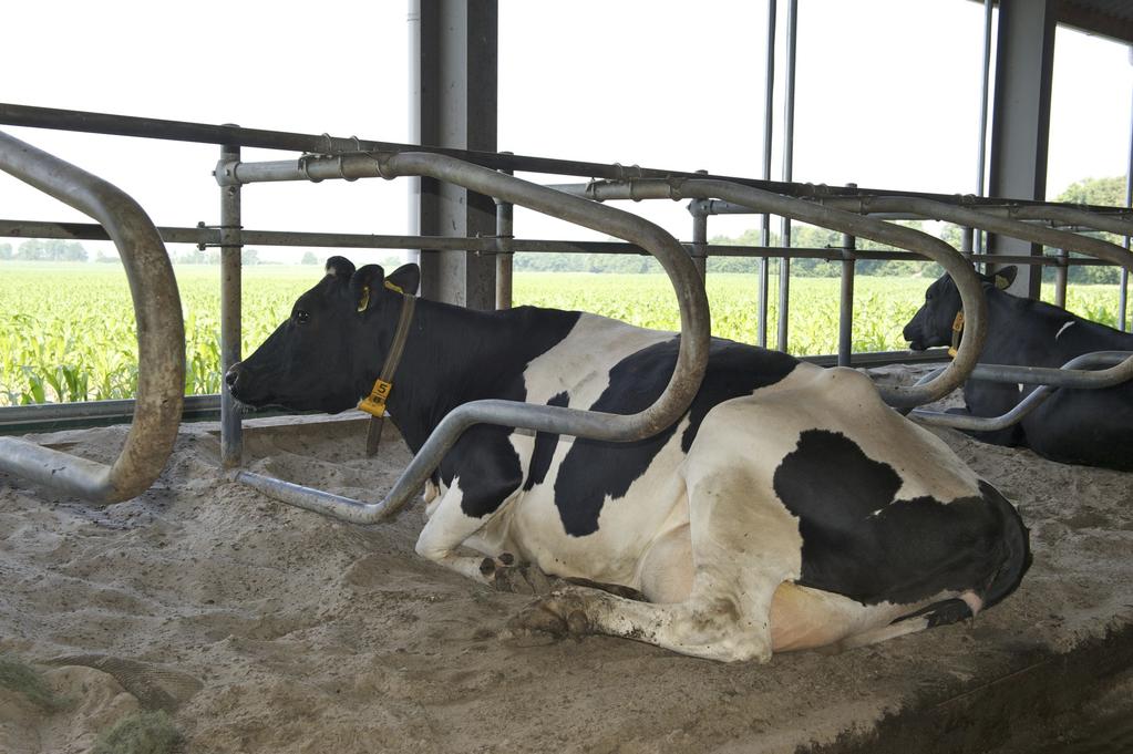 Tijdsbesteding van de koe Liggen en herkauwen: 13 uur (1 uur meer =2 liter melk) Vreten: 6