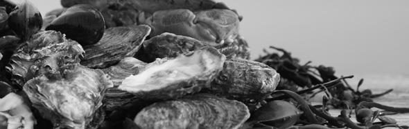 Hoofdgerechten Visgerechten Gekookte zeeuwse mosselen (pan1,2kg) met diverse sauzen Slibtongetjes vers gebakken met remouladesaus Vispannetje met vele soorten visvangst van de dag Zeetong gevangen op