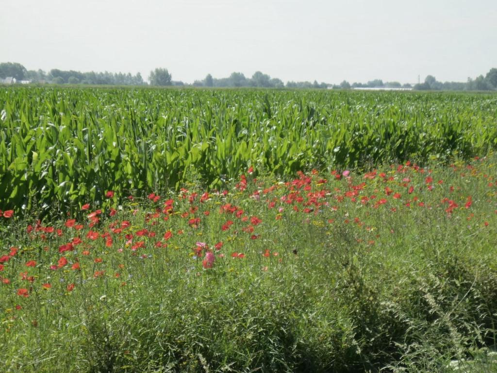 Mogelijke ethische richtlijnen Elk gedomesticeerd organisme moet weer kunnen verwilderen Elk individu moet kunnen leven in een populatie met alle leeftijdscategorieën Familie- of kuddegedrag moet