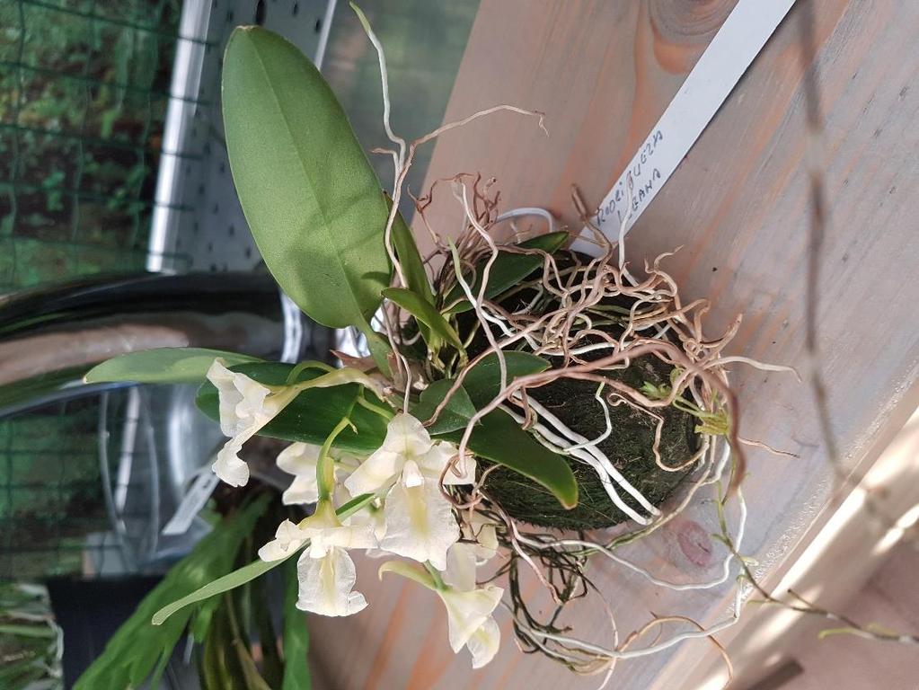 Onderlinge Orchideeën Keuring (O.O.K.) Wij gaan dus weer zelf keuren. Er zijn vier groepen 1. Kas gekweekte orchideeën 2. Kamer/Vensterbank gekweekte orchideeën 3.