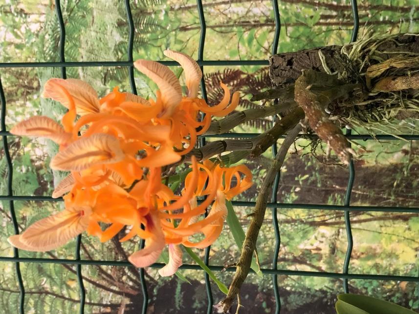 Dendrobium secundum met zijn aparte