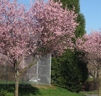 Kerspruim Hoogte 7 meter Dichte