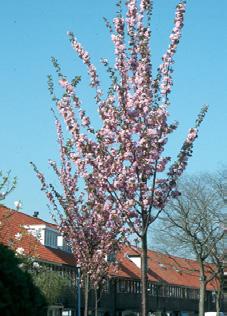 7-10 meter, zuilvormige kroon Grote