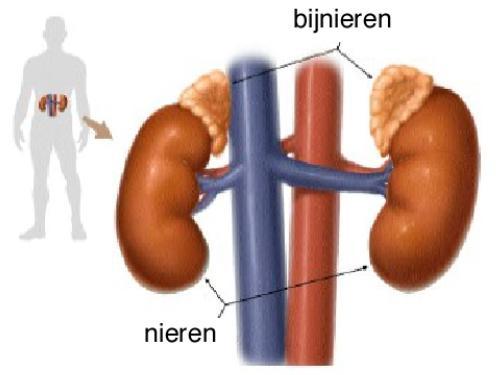 Syndroom van Conn Autonome productie van aldosteron Onafhankelijk van RAAS Hoog aldosteron: Natrium opname Kalium verlies Onderdrukt renine In late fase: