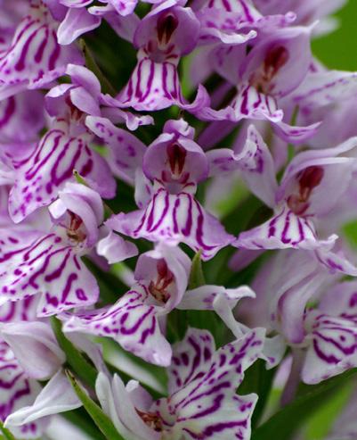 Soort in de kijker Orchideeën in de kijker De plantenrijkdom van de Groene Vallei behoort tot de Europese top.